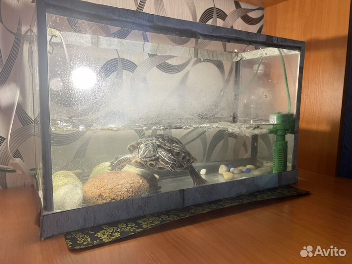 Красноухая черепаха