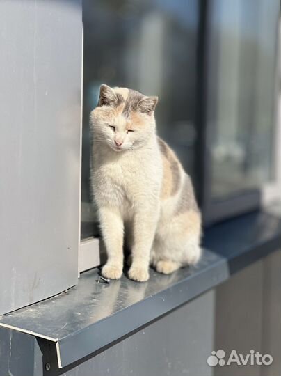 Кошка в дар
