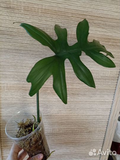 Филодендрон Майо