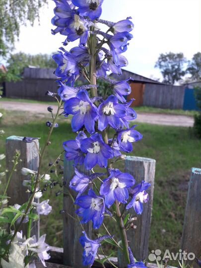 Дельфиниум