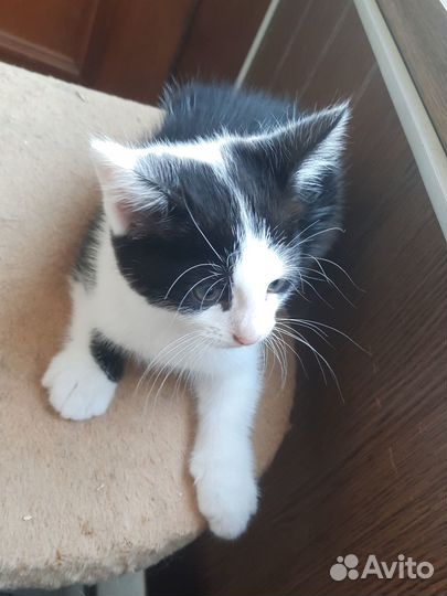 Котенок (мальчик) ищет любящую семью