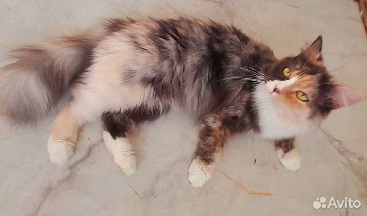 Кошка