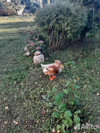 Продам селезней