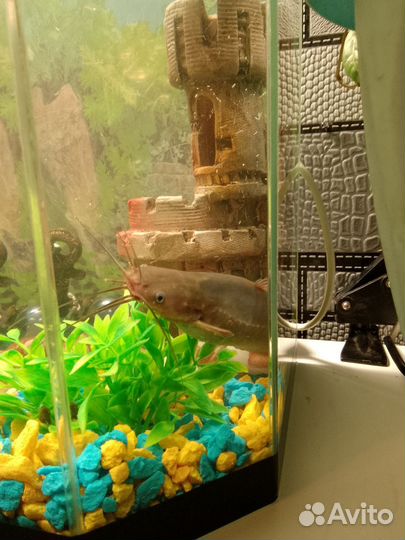 Мешкожаберный сом