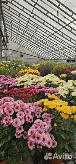 Хризантемы мультифлора