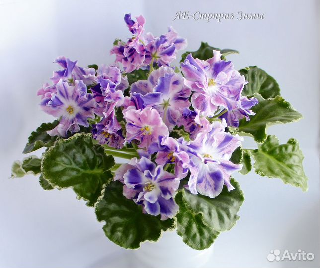 Детки сортовых фиалок 1
