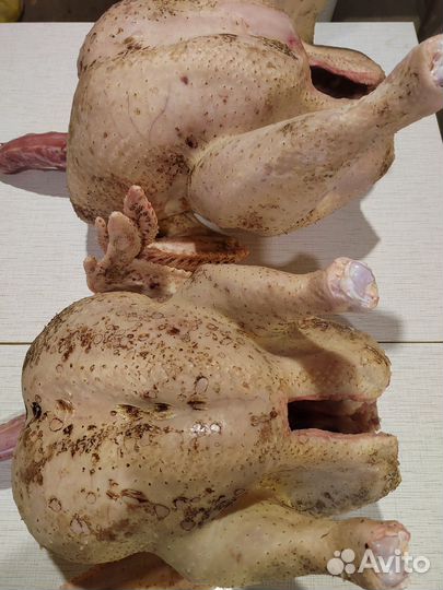 Мясо домашней индейки