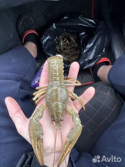 Живые раки с доставкой