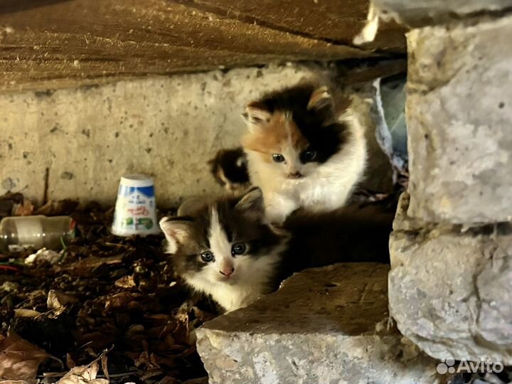 Котята ищут дом