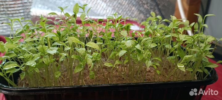 Микрозелень