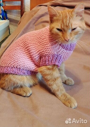 Одежда для животных