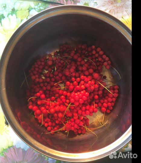 Лимонник китайский