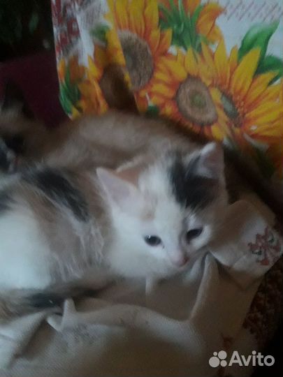 Котик в добрые руки