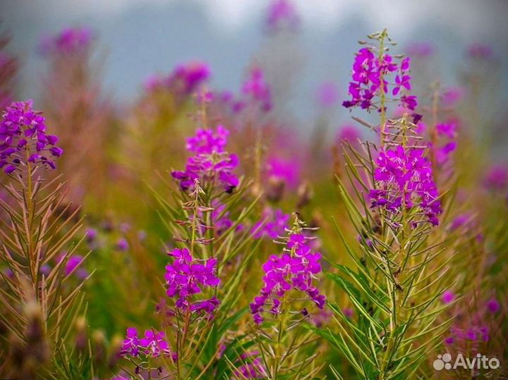 Иван-чай 1кг ферментированный в гранулах, крепкий