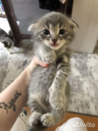 Котята британцы серые