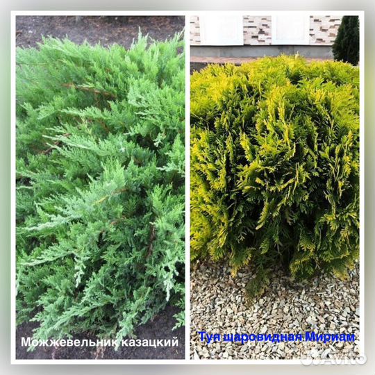 Саженцы, многолетние растения