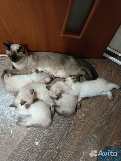 Тайские котята