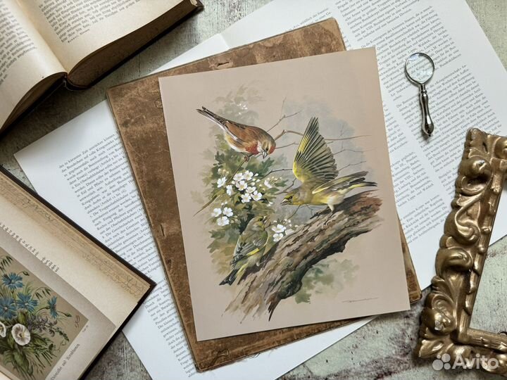 Репродукция. Птицы. Basil Ede. Коноплянка