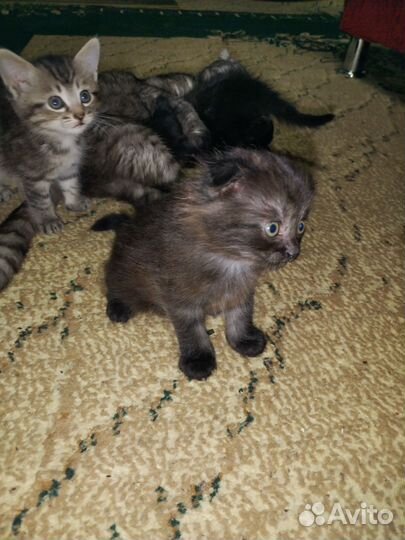 Котята бесплатно