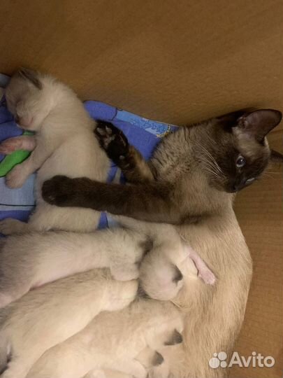 Тайские котята
