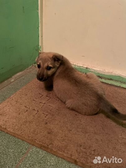 Щеночек девочка