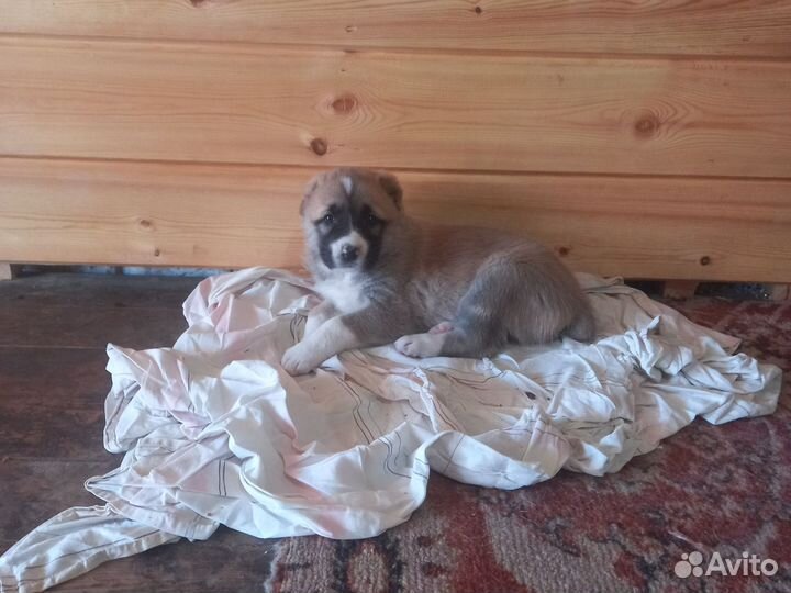Щенки алабая