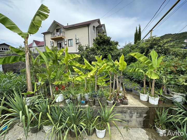 Банановая пальма