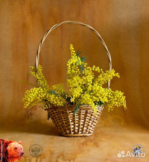 Мимоза в корзине, живая