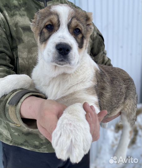 Щенки сао алабай