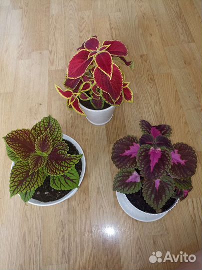 Цветы колеусы, три вида