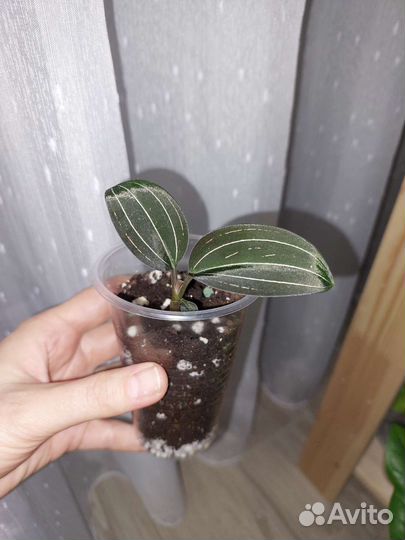 Орхидея лудизия