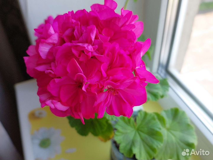 Пеларгония герань