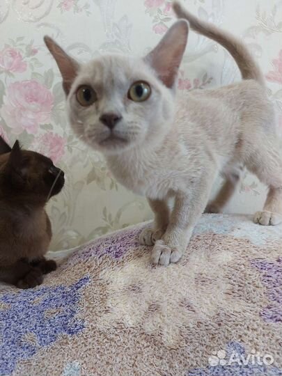 Бурманский котенок