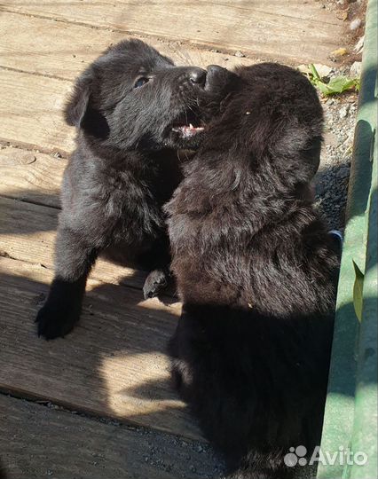 Немецкая овчарка