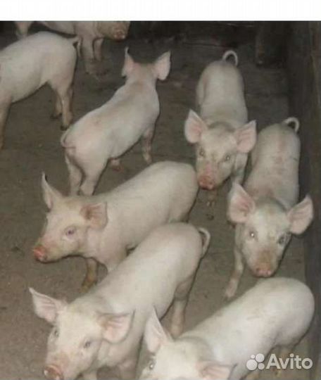 Поросята ландрас+ русская белая