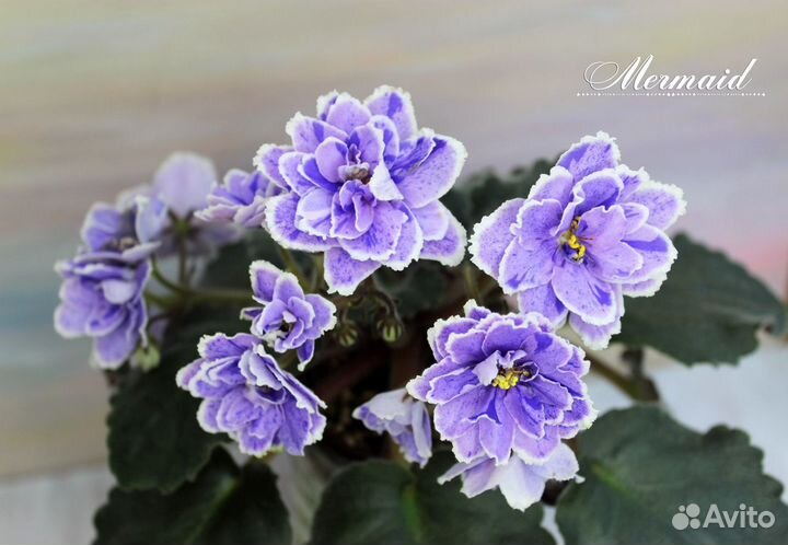 Фиалки стандарты. Часть 2 (+ новинки)