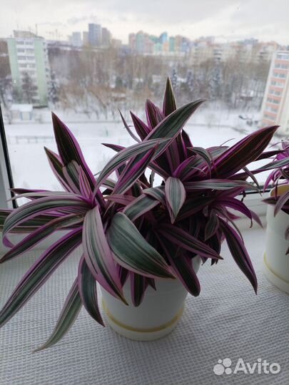 Традесканция рео детки-отростки