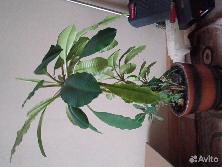 Комнатные цветы