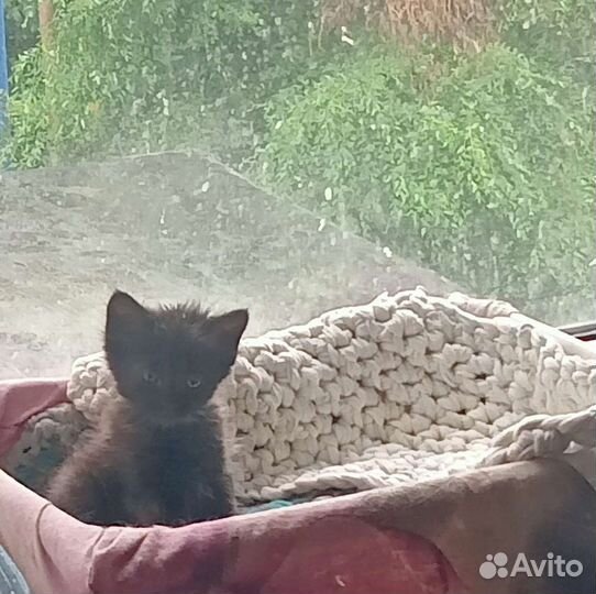 Кошки бесплатно