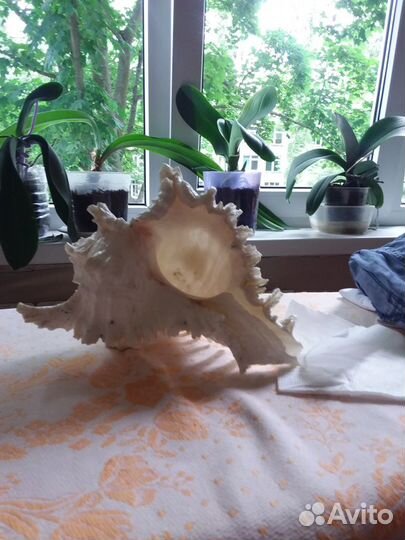 Раковина для аквариума из индийского океана