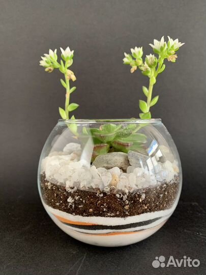 Флорариум подарок