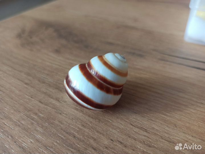 Морская раковина