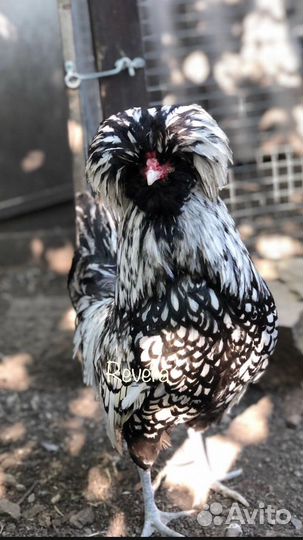 Инкубационное яйцо кур