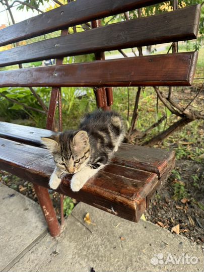 Котята в добрые руки бесплатно