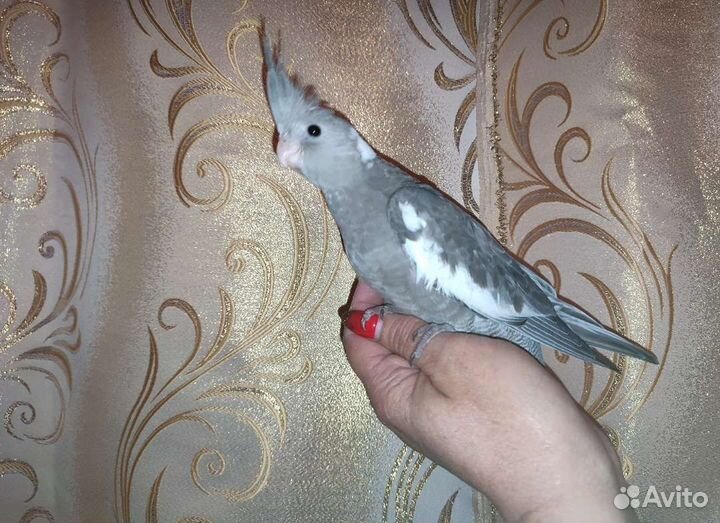 Попугай Корелла ручной домашнего разведения