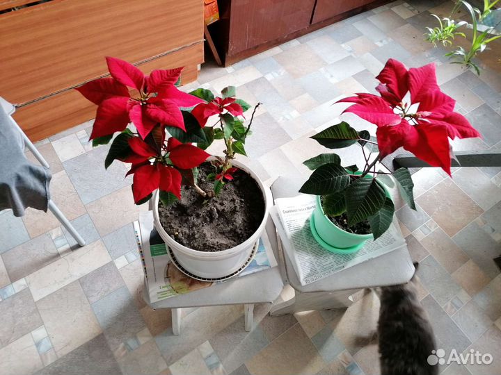 Кактусы, Пуасентия, алоэ, индийский лук