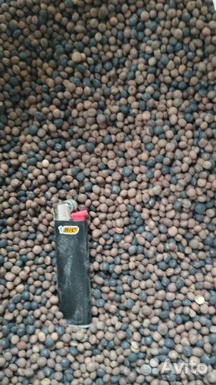 Вика яровая