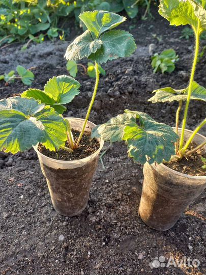 Земклуника