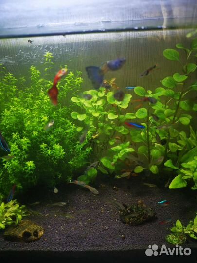 Аквариумные рыбки гуппи