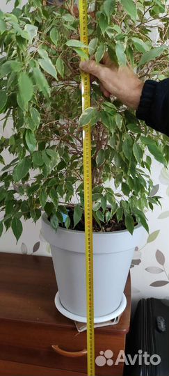 Фикус бенджамина большой